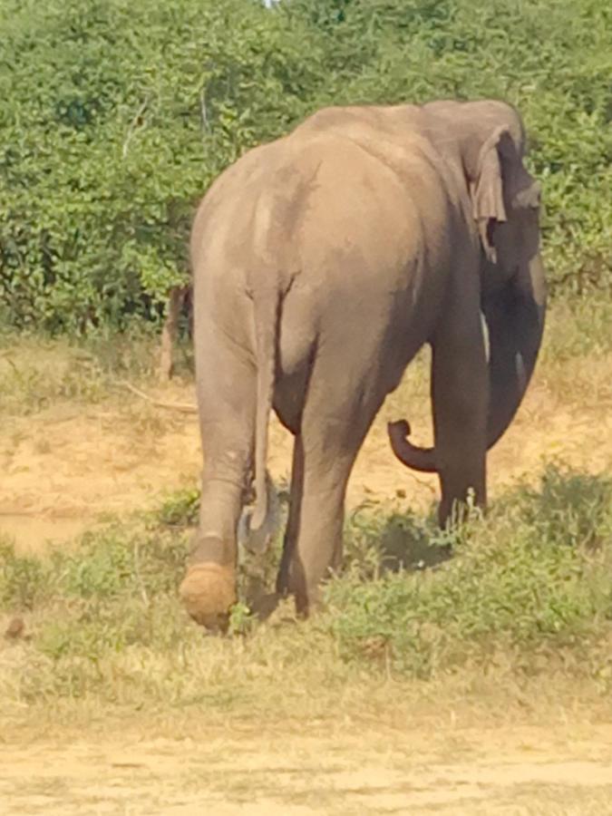 Coconut Island Yala Safari Place Tissamaharama Εξωτερικό φωτογραφία