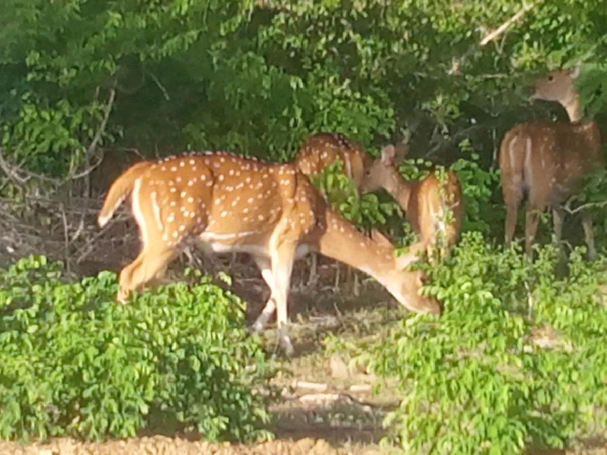 Coconut Island Yala Safari Place Tissamaharama Εξωτερικό φωτογραφία